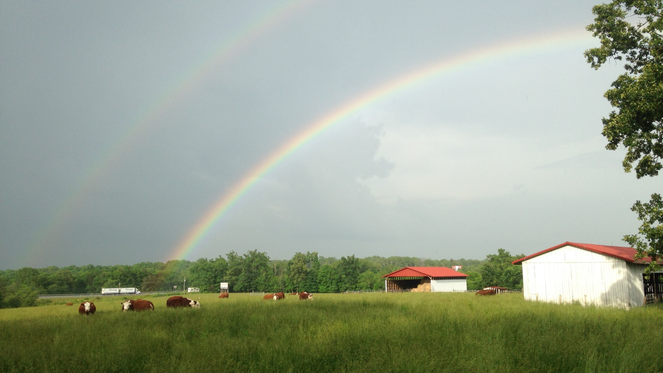 Rainbow over barn and cows on farmland in Tennessee
