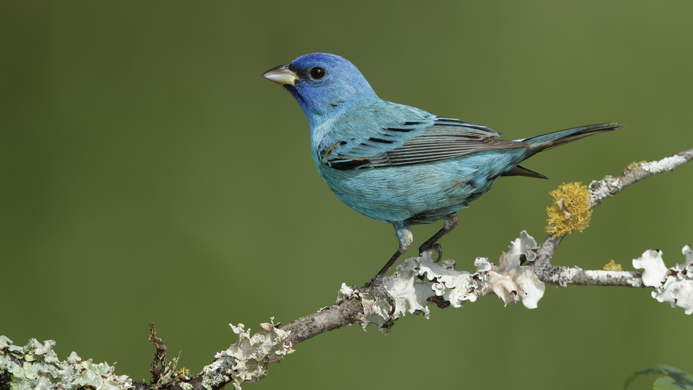 Blue-colored bird perched on tree branch