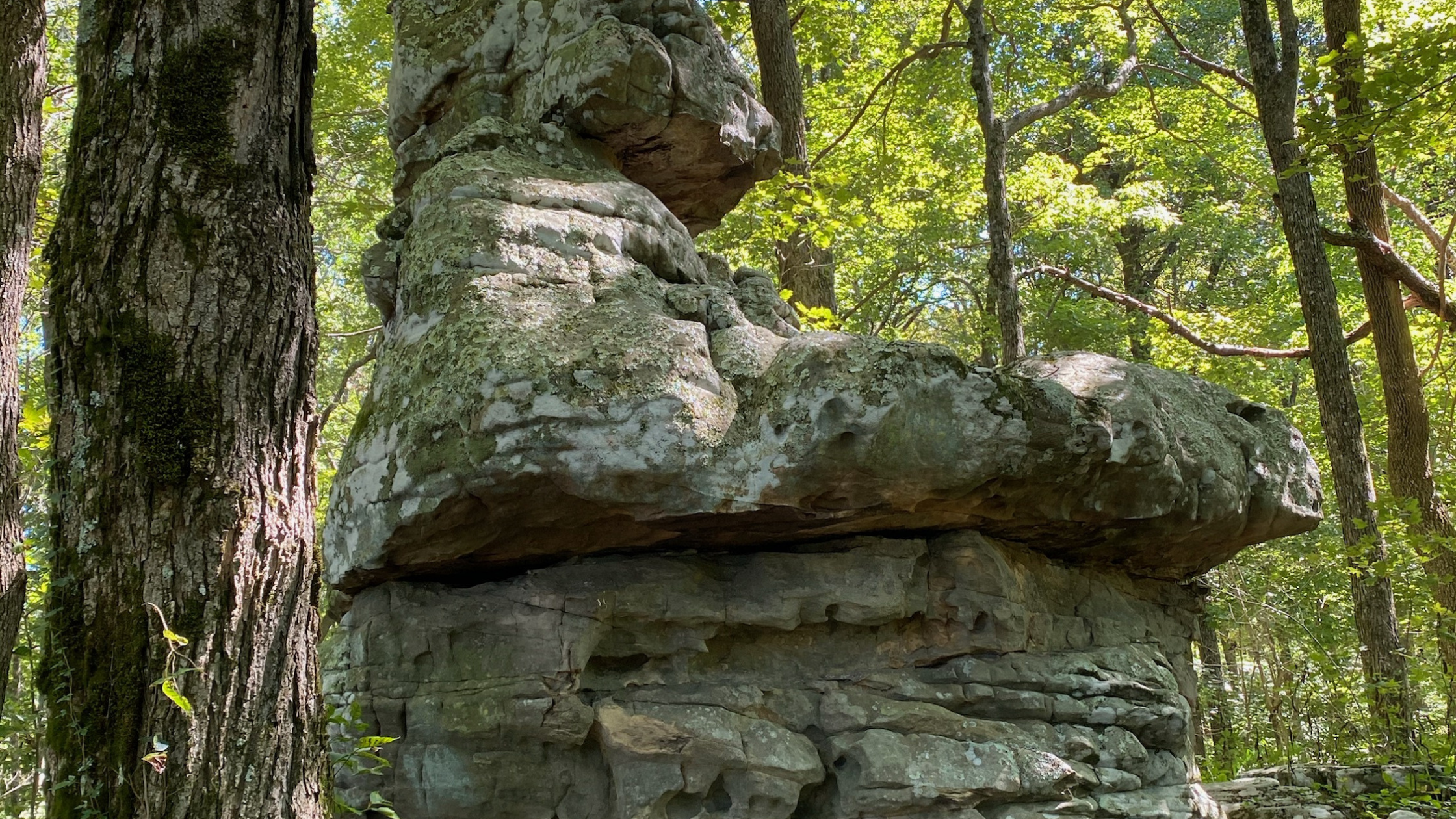 Large natural rock feature surrounded by trees in forest