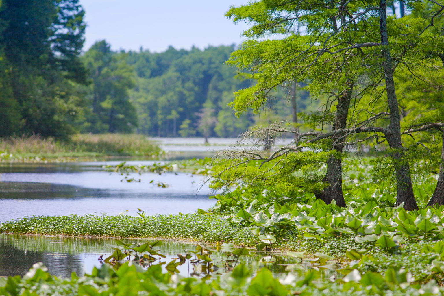 Wetlands: The Unsung Heroes Of Our Natural World - TennGreen Land ...