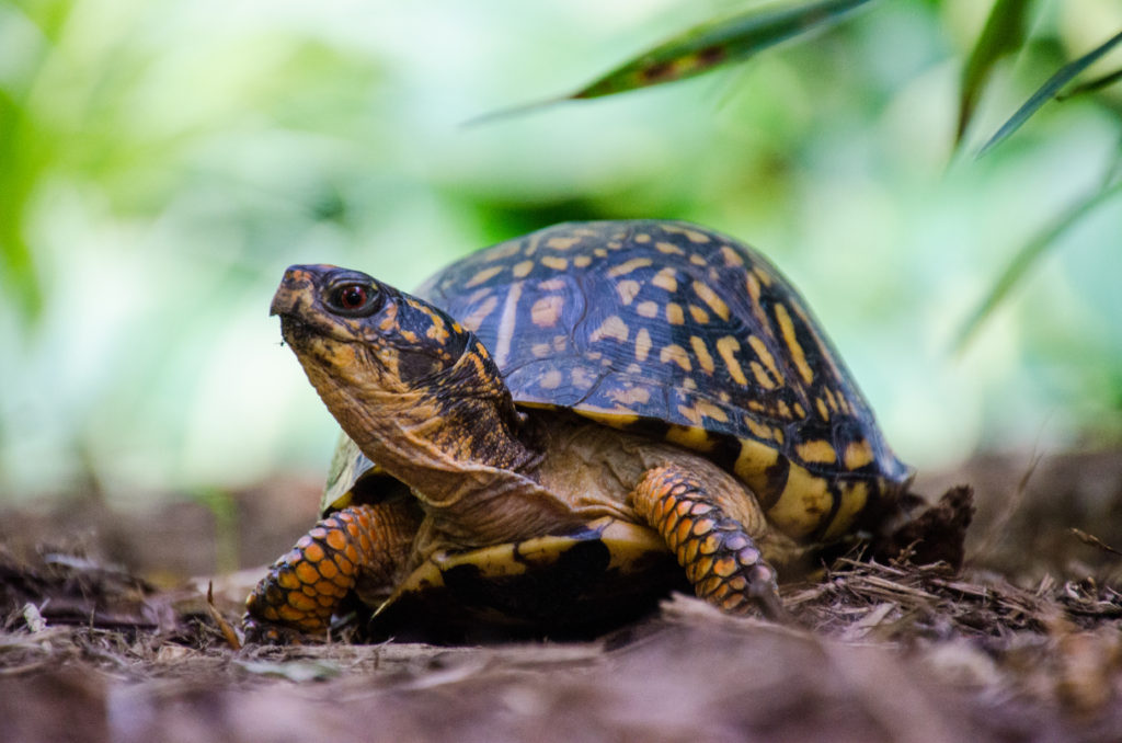 Turtles: A Species Worth Shellebrating - TennGreen Land Conservancy