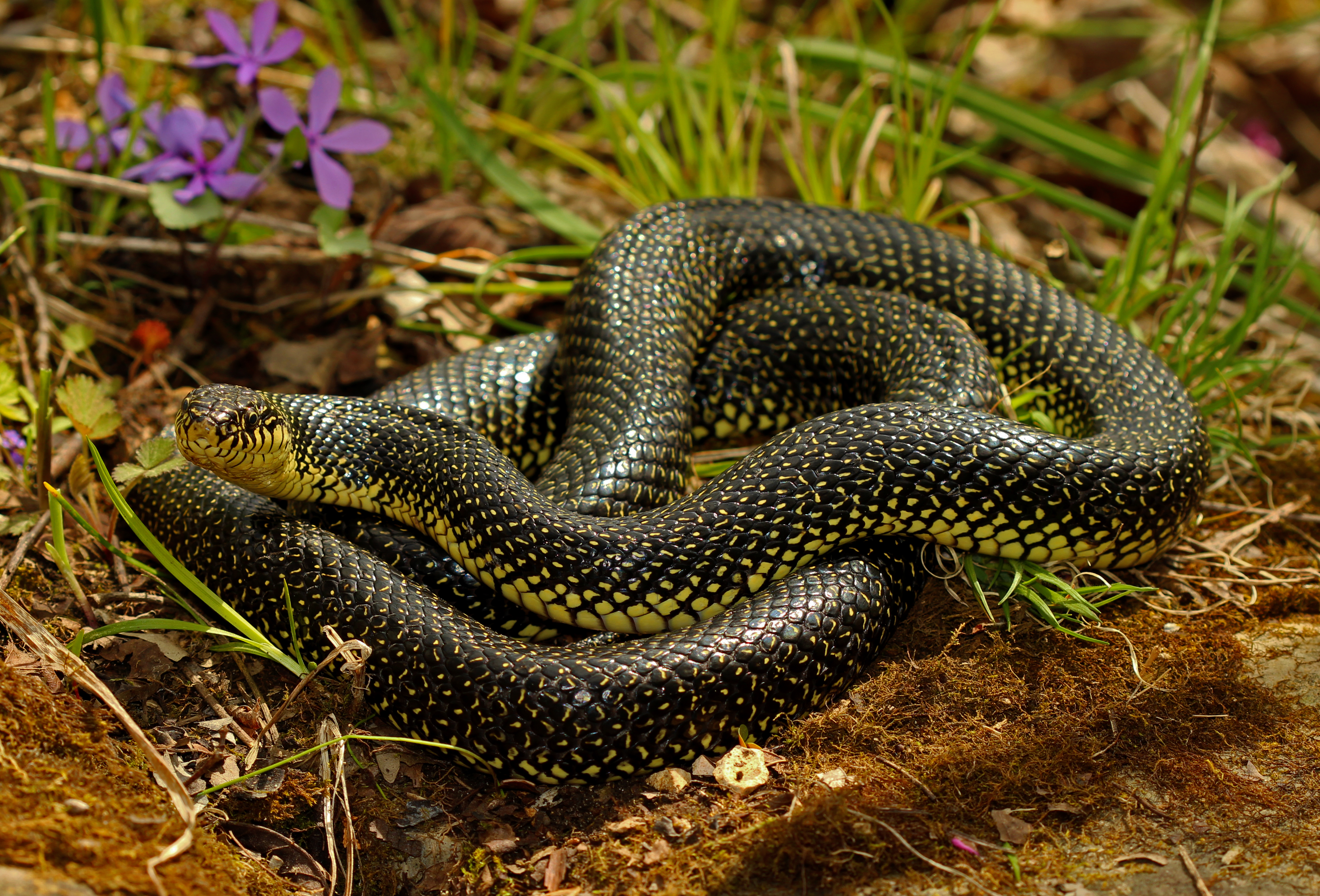 unique snakes