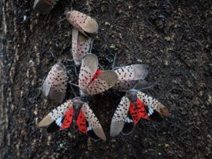 adult lanternflies on tree