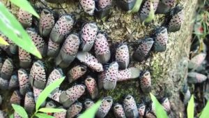 spotted lanternfly infestation