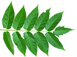 tree of heaven leaf and leaflets