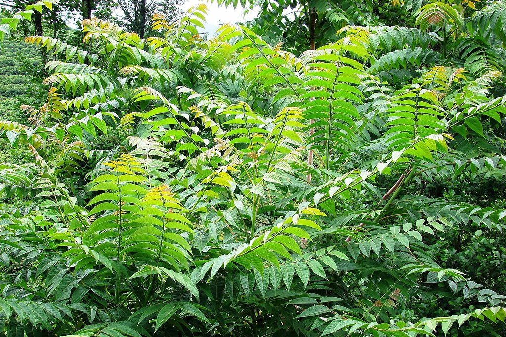 Tree-of-heaven: A not-so-heavenly invader