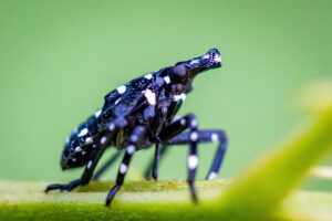 spotted lanternfly early nymph