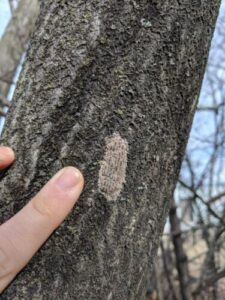 spotted lanternfly egg mass on tree