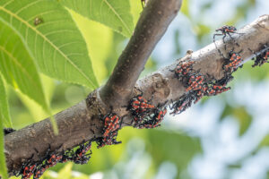 spotted lanternfly late nymph