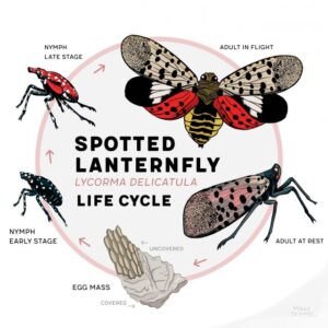 spotted lanternfly lifecycle molly schafer