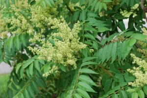 tree of heaven flowers summer