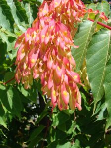 tree of heaven fruit samara