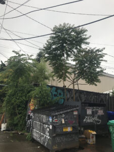 tree of heaven in dumpster