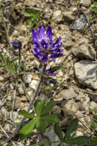 Nashville breadroot Pediomelum subacaule chuck sutherland