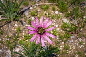 Tennessee Coneflower Echinacea tennesseensis Michael Hicks