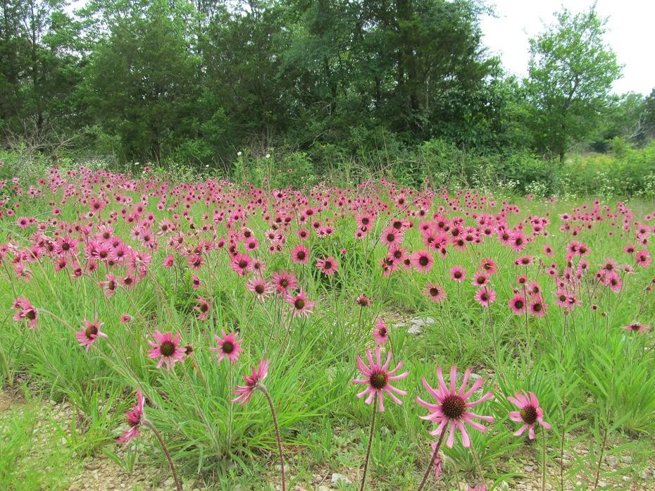 tennessee coneflower couchville cedar glade