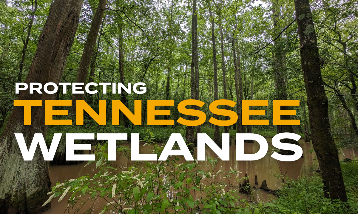 Protecting Tennessee Wetlands Cover