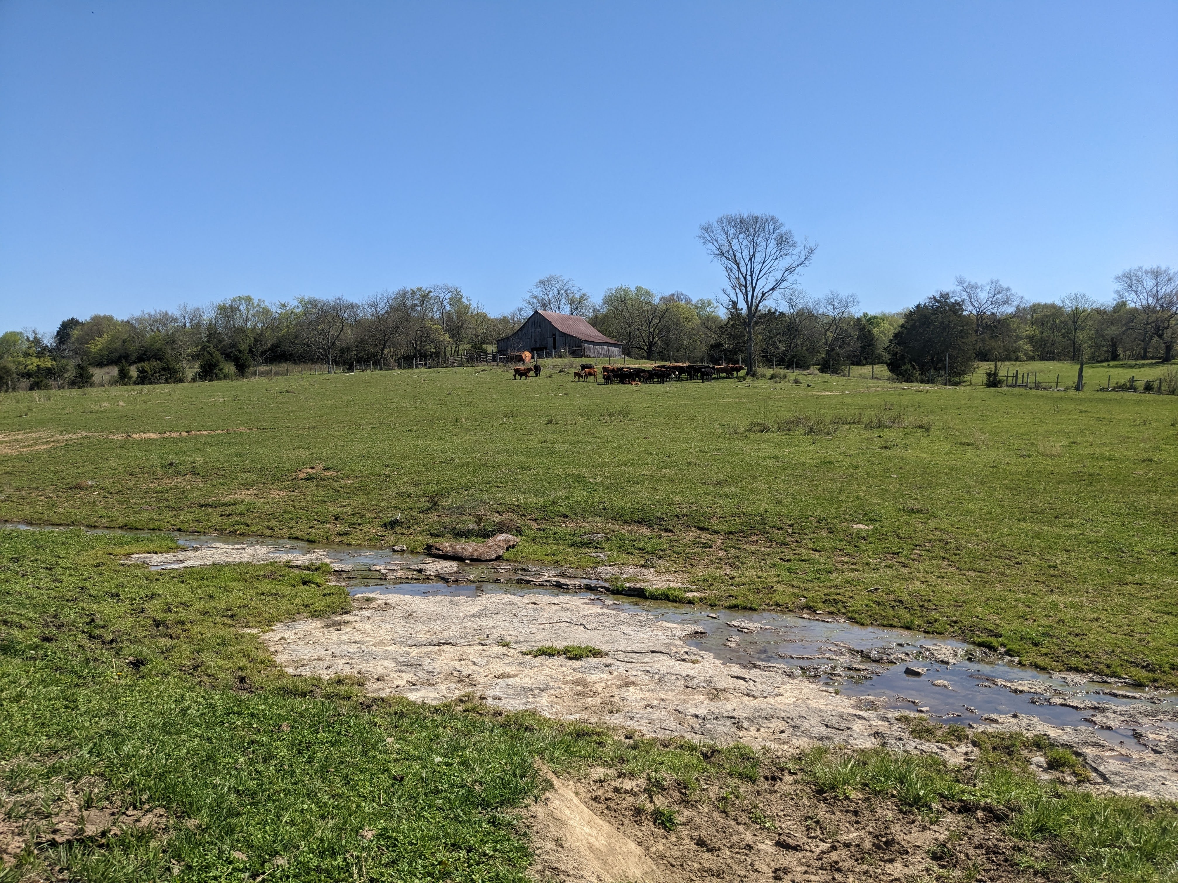 cattle cedar glade conservation easement