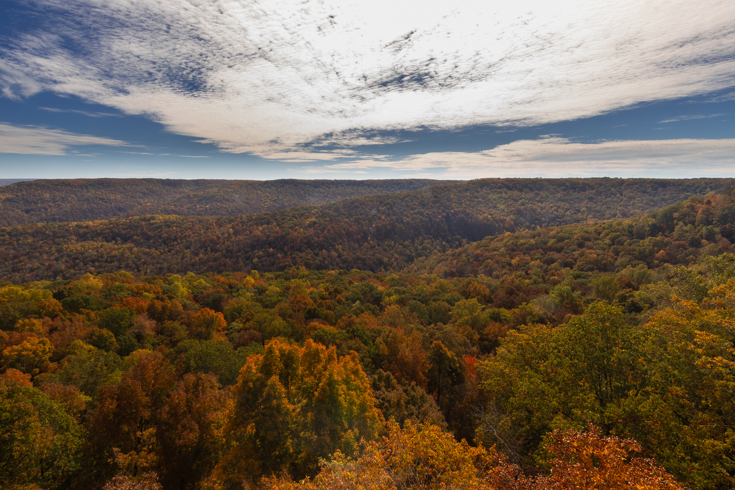 conservation easement view trees mitchell cove