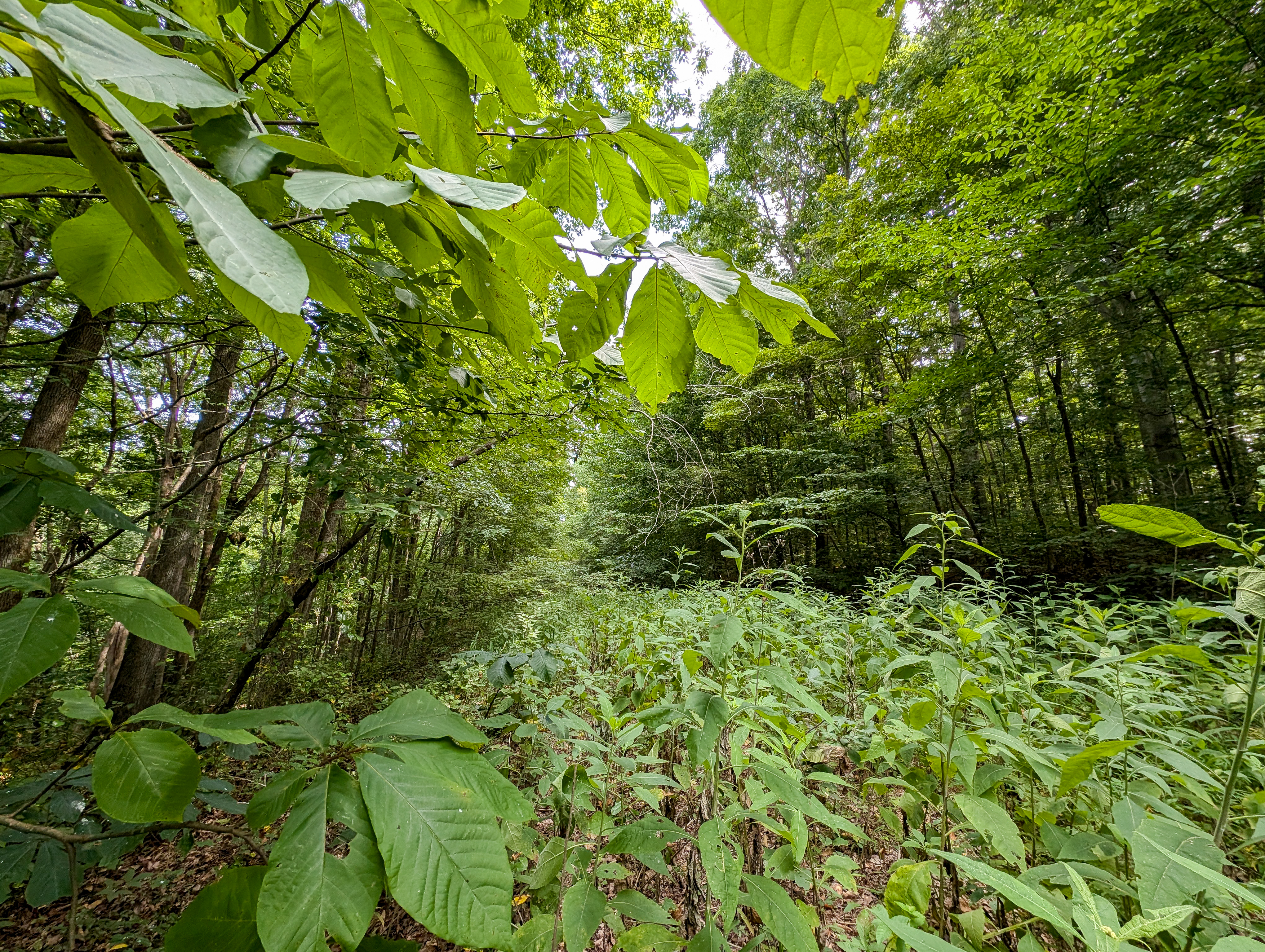 Green trees and leaves in lush forest in Tennessee.