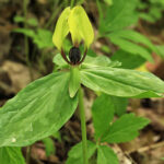 Union Grove Tennessee Trillium TennGreen Land Conservancy 1