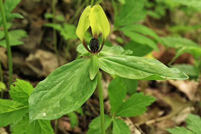 Union Grove Tennessee Trillium TennGreen Land Conservancy 1