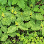 Union Grove Tennessee Trillium TennGreen Land Conservancy 1