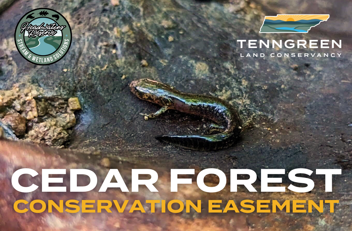 Cedar Forest CE Cover Photo TennGreen