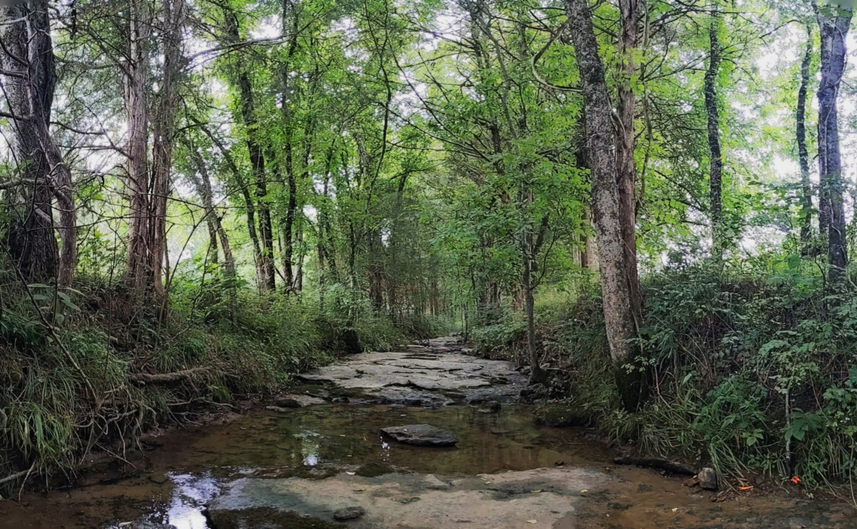 Cedar Forest Mitigation 2