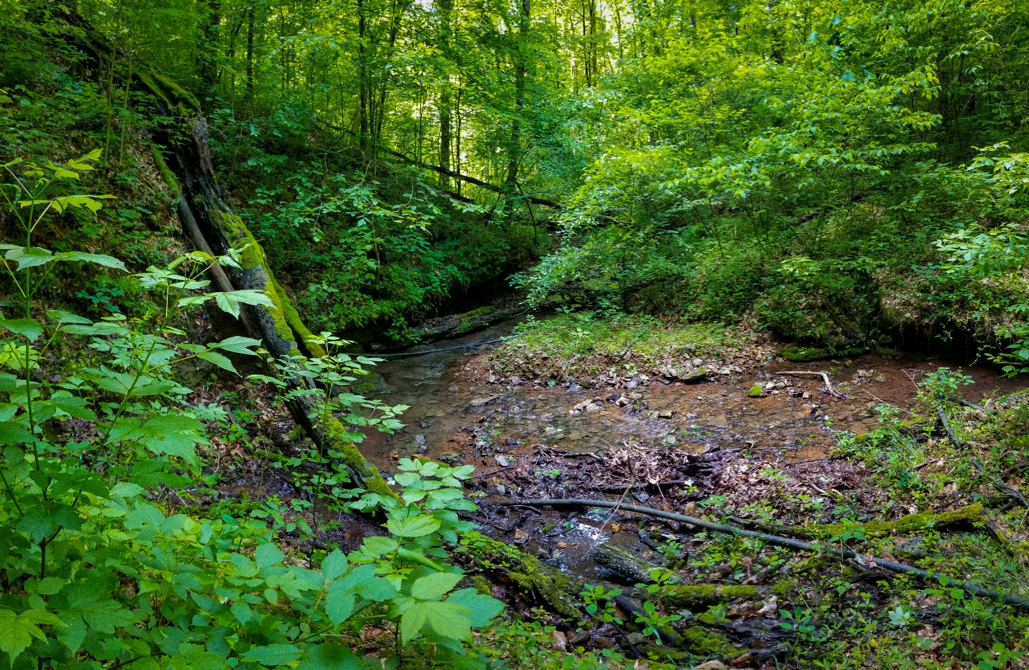 Mayberry Hollow Duck River Corridor TennGreen