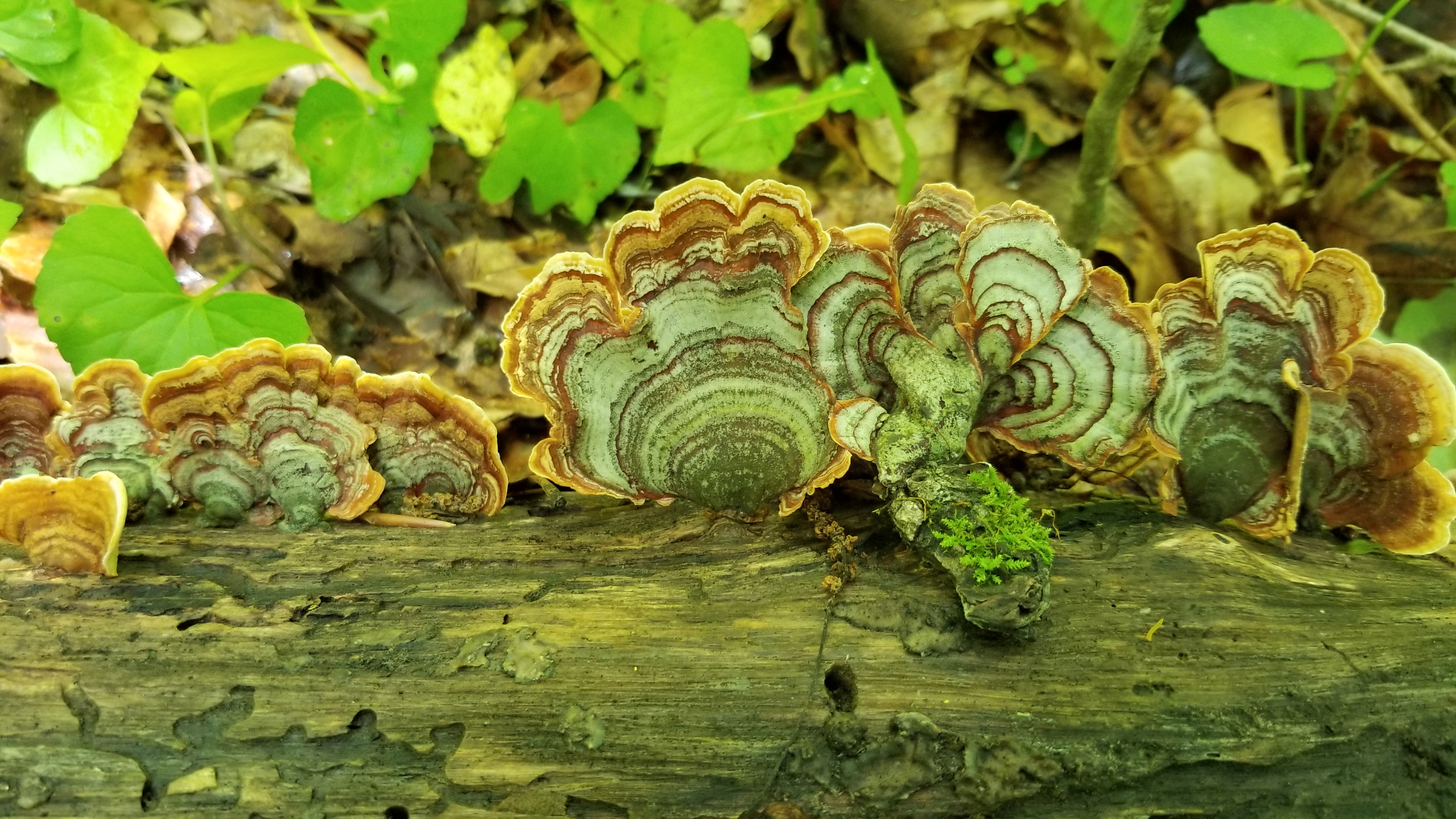 Mayberry Hollow mushroomsCorridor TennGreen