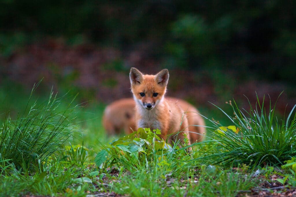 Red fox kit in Tennessee by Kelli Lewis