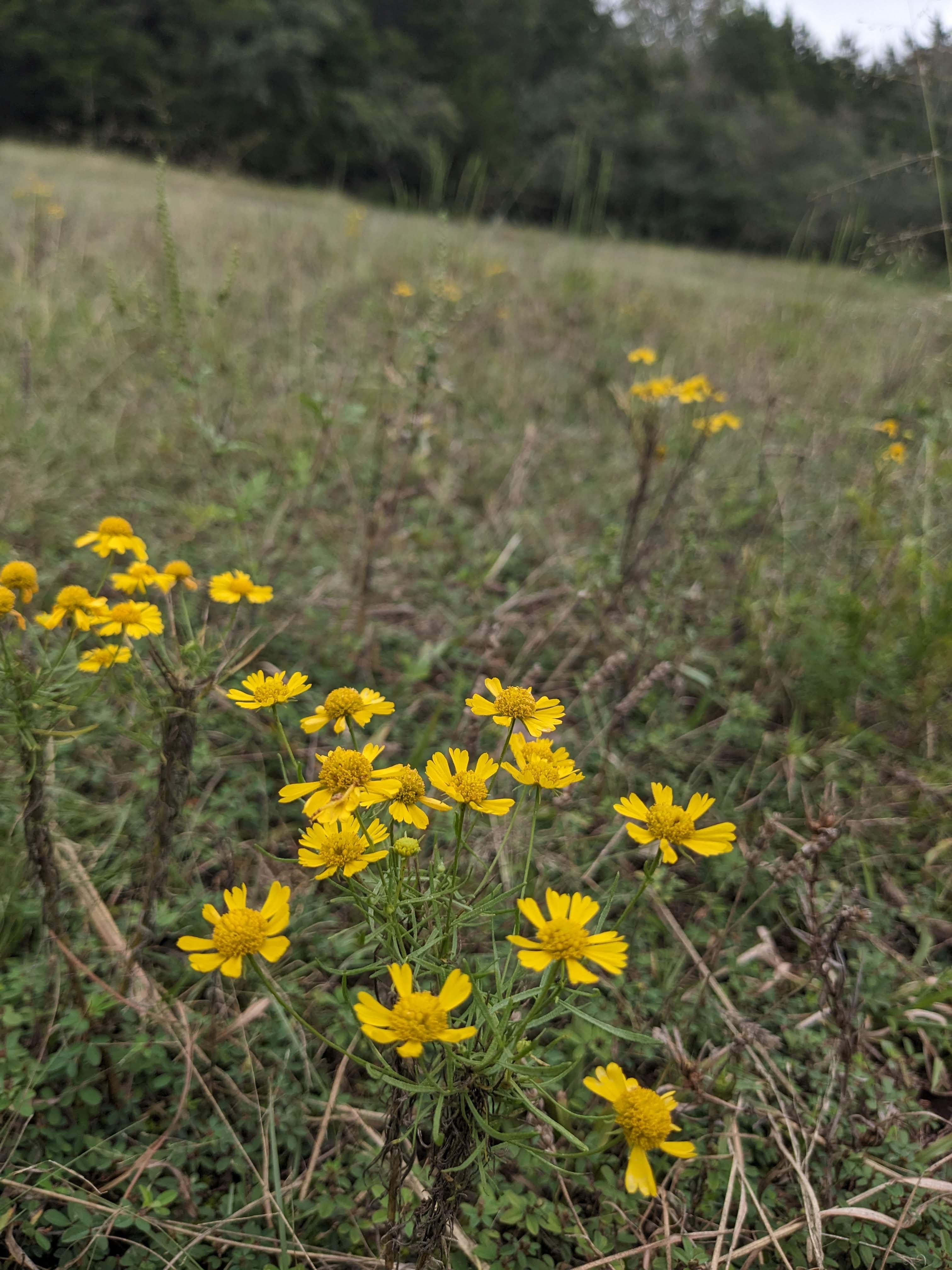 Rockdale Cedar Glades wildflowers TennGreen