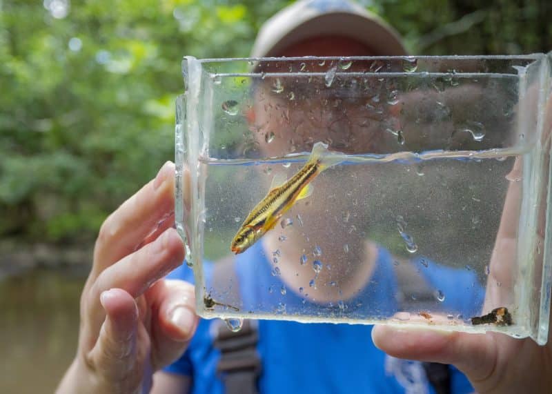 Tennessee-Aquarium-Conservation-Institute-Biologist-Bernie-Kuhajda-Laurel-Dace
