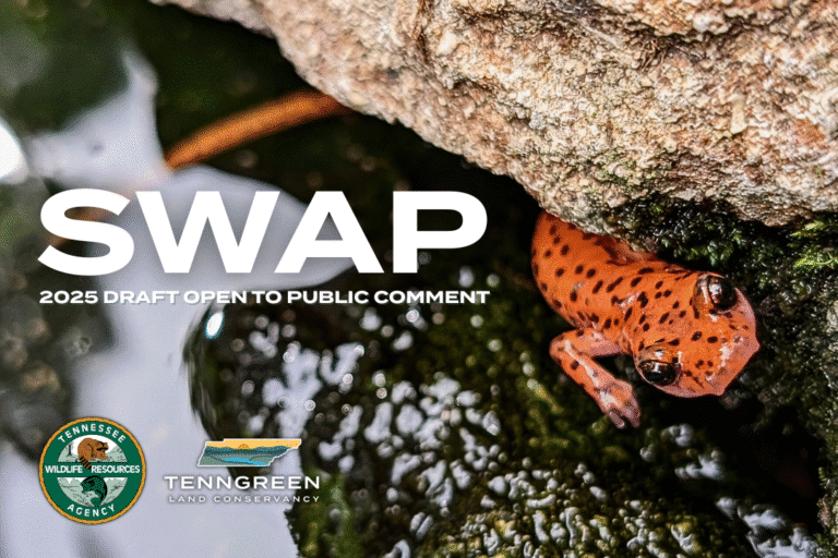 2025 State Wildlife Action Plan (SWAP) Draft Available Public Comment