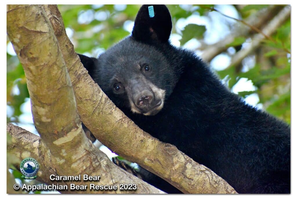 Appalachian Bear Rescue Caramel Bear 2023