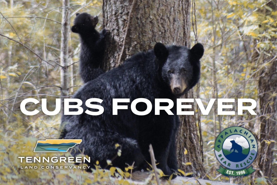 Appalachian Bear Rescue TennGreen Land Conservancy Cubs Forever Campaign Jon D B