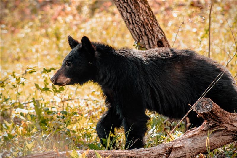Black Bear Great Smoky Mountains Jon D B TennGreen