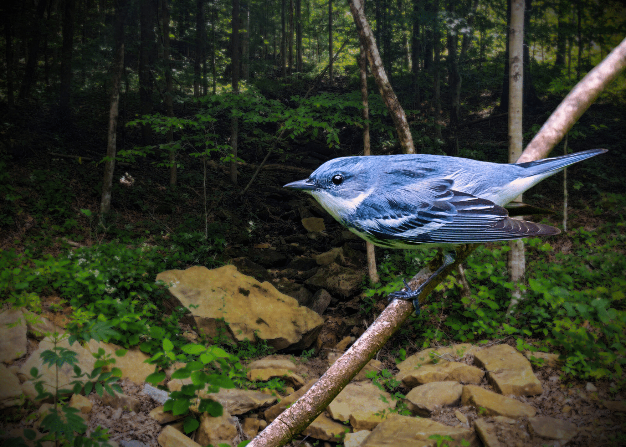 Mill Creek Forest Conservation Easement Cerulean Warbler TennGreen Land Conservancy