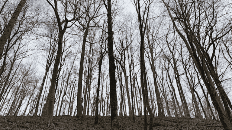 Joy Gleghorn Nature Preserve