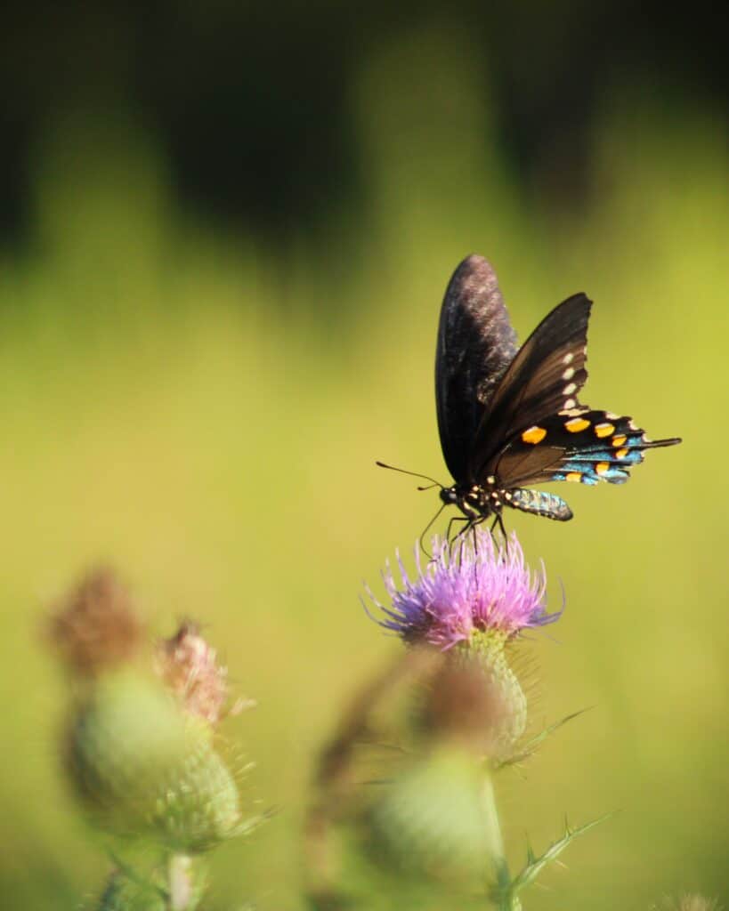 pipevine swallowtail butterfly wildlife henry horton expansion thistle wildlflower 2
