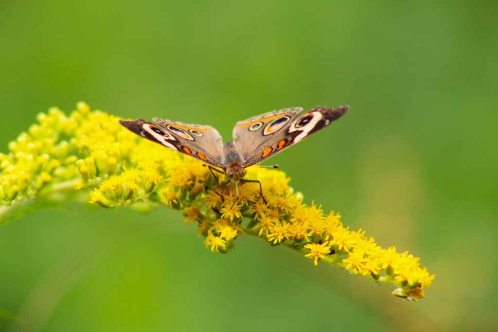 Savage Gulf Acquisition Common Buckeye Butterfly Jon D B
