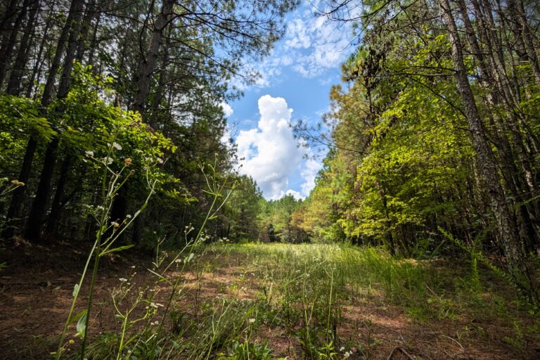 Savage Gulf Glade Jon D B