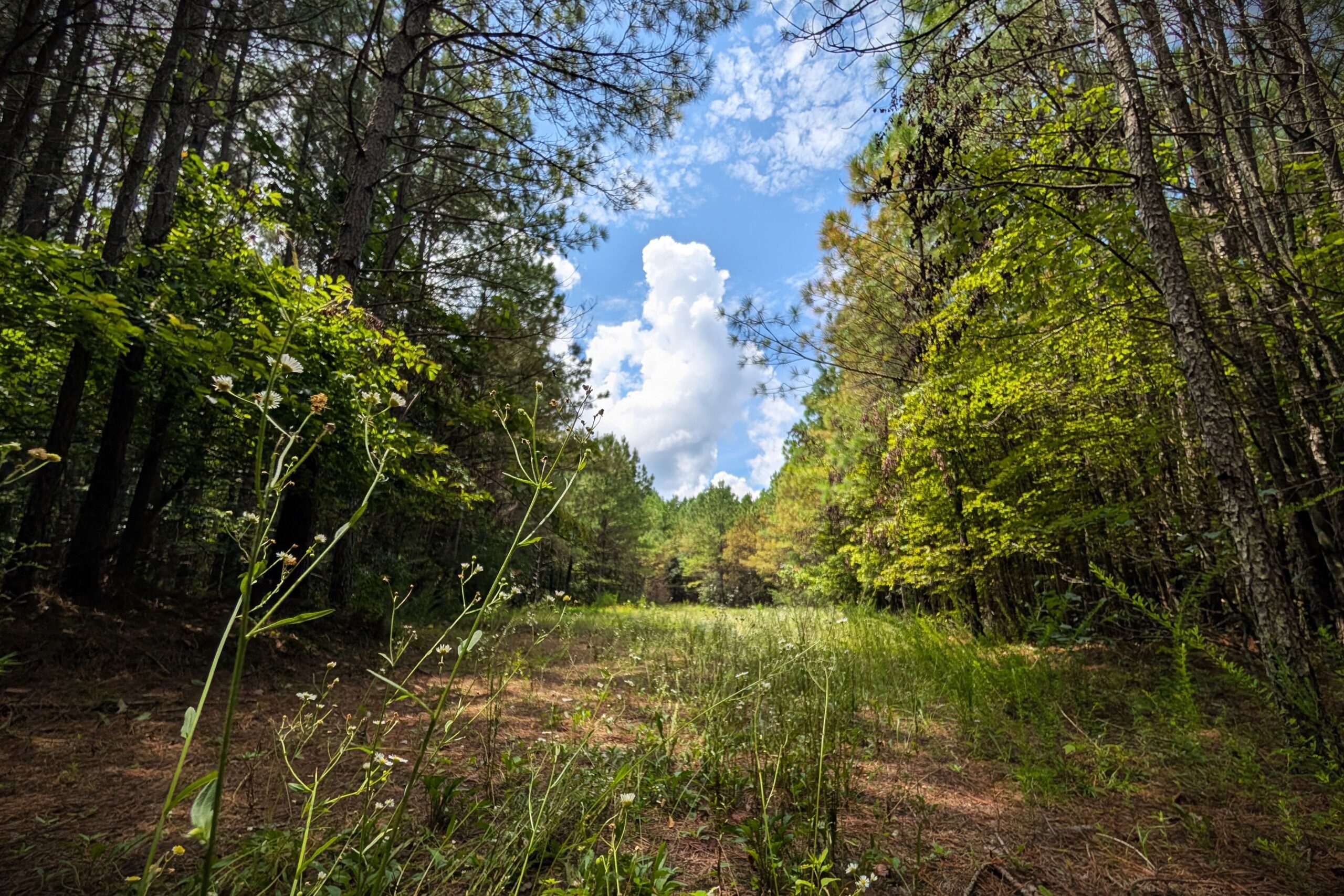 Savage Gulf Glade Jon D B