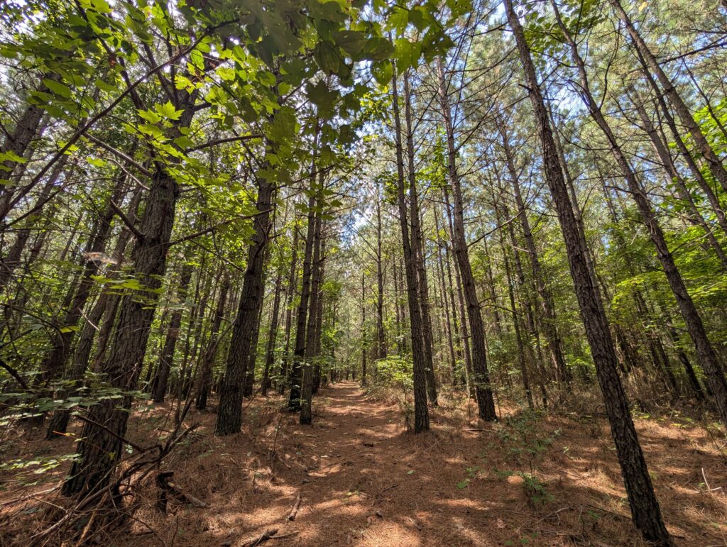 Savage Gulf Pine Forest 2