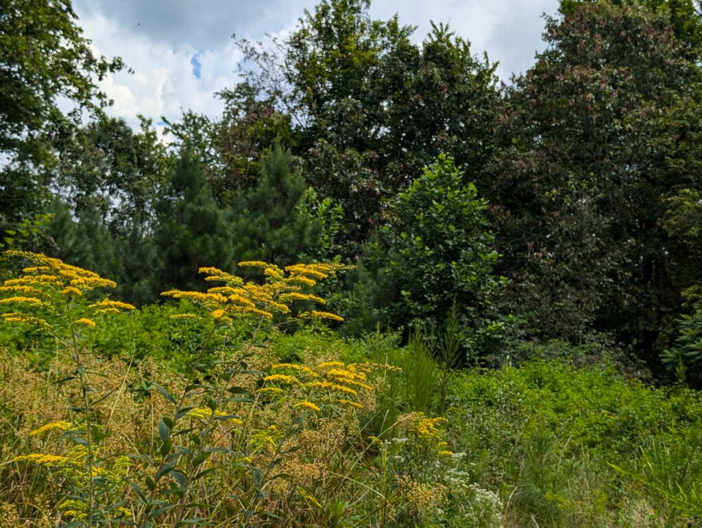 Savage Gulf goldenrod wildflower in glade Jon D B