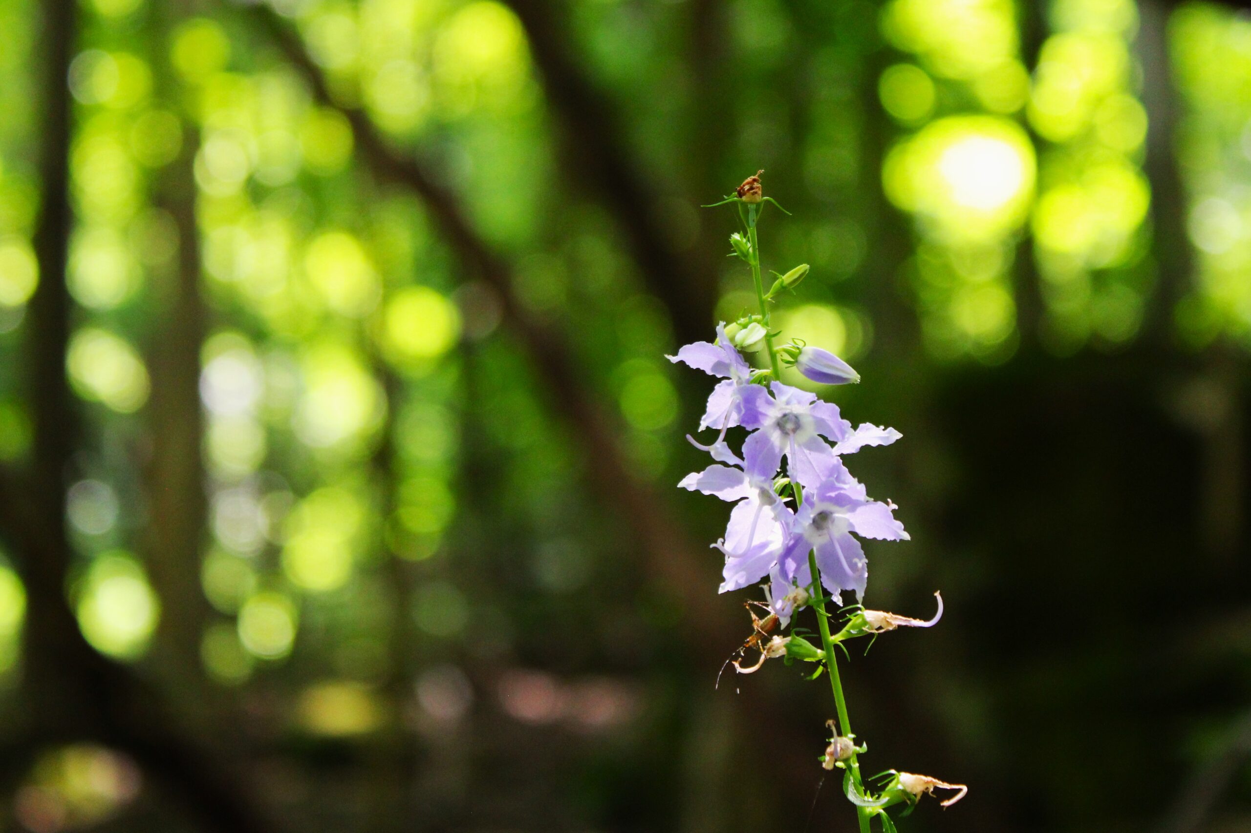 Head of the Crow State Park expansion wildflower tall bellflower TennGreen Land Conservancy